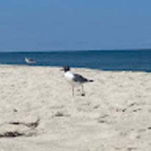 Meet your Posher, Isabel